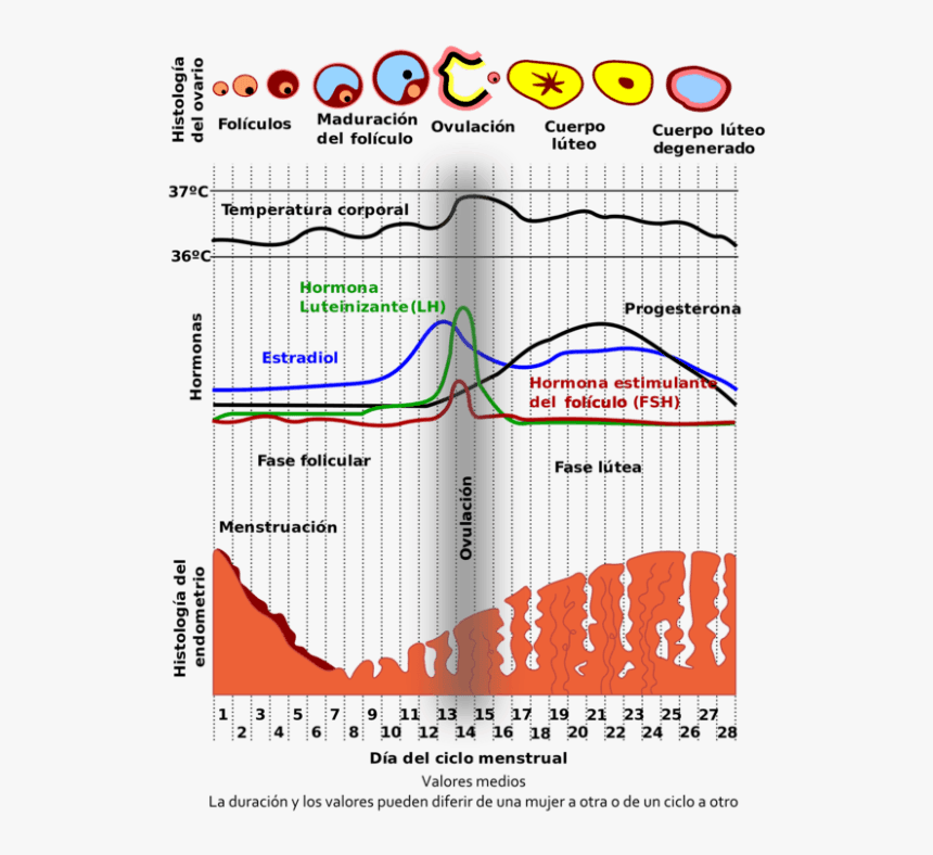 Day Of Menstrual Cycle, HD Png Download