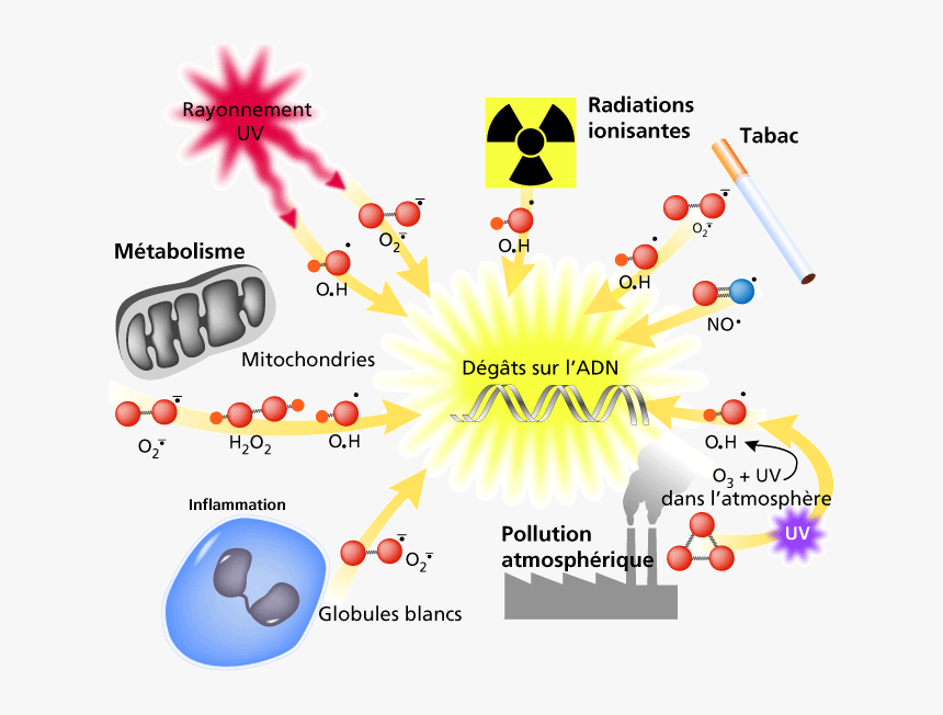 Estrés Oxidante - Formation Des Radicaux Libres, HD Png Download