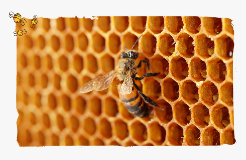 Las Coronación De Una Abeja Reina, Abeja Reina - Ever Honey Made With One Bee, HD Png Download