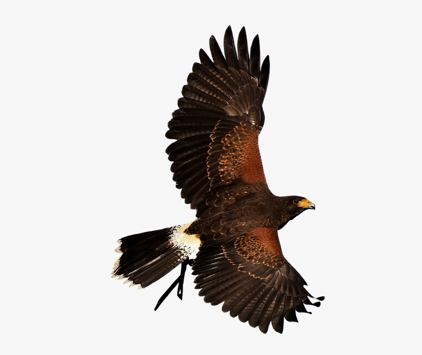Bird Of Prey, HD Png Download