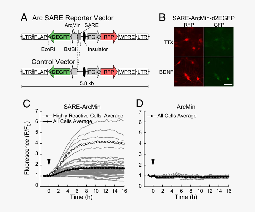 Sare Arc, HD Png Download