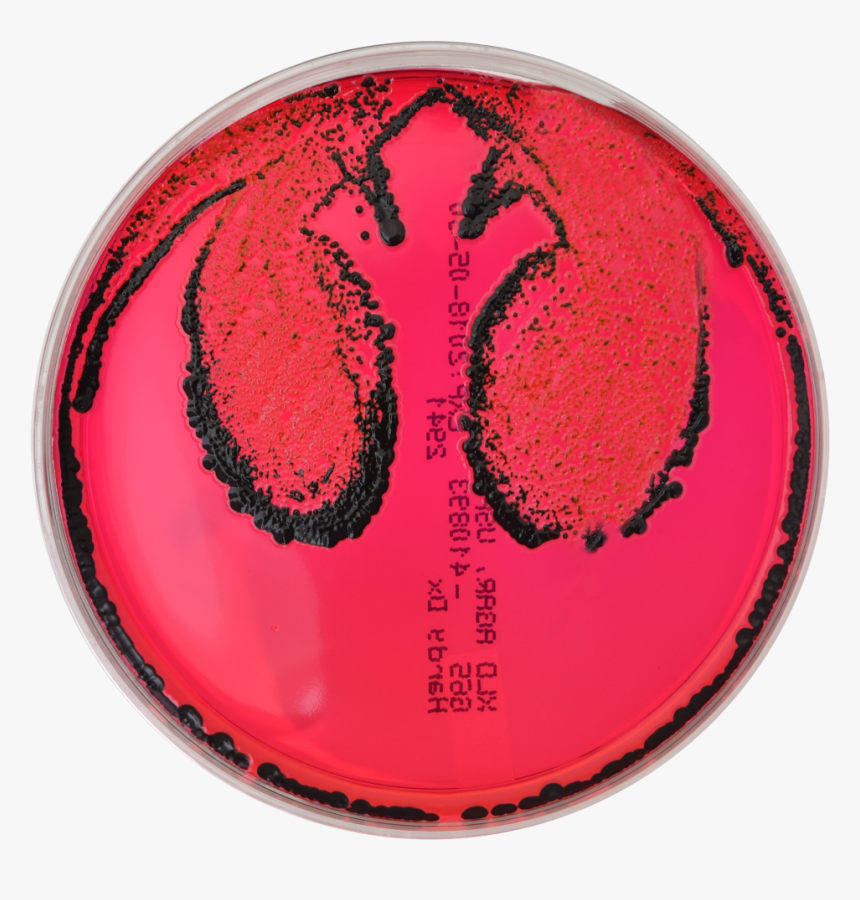 Circle, HD Png Download