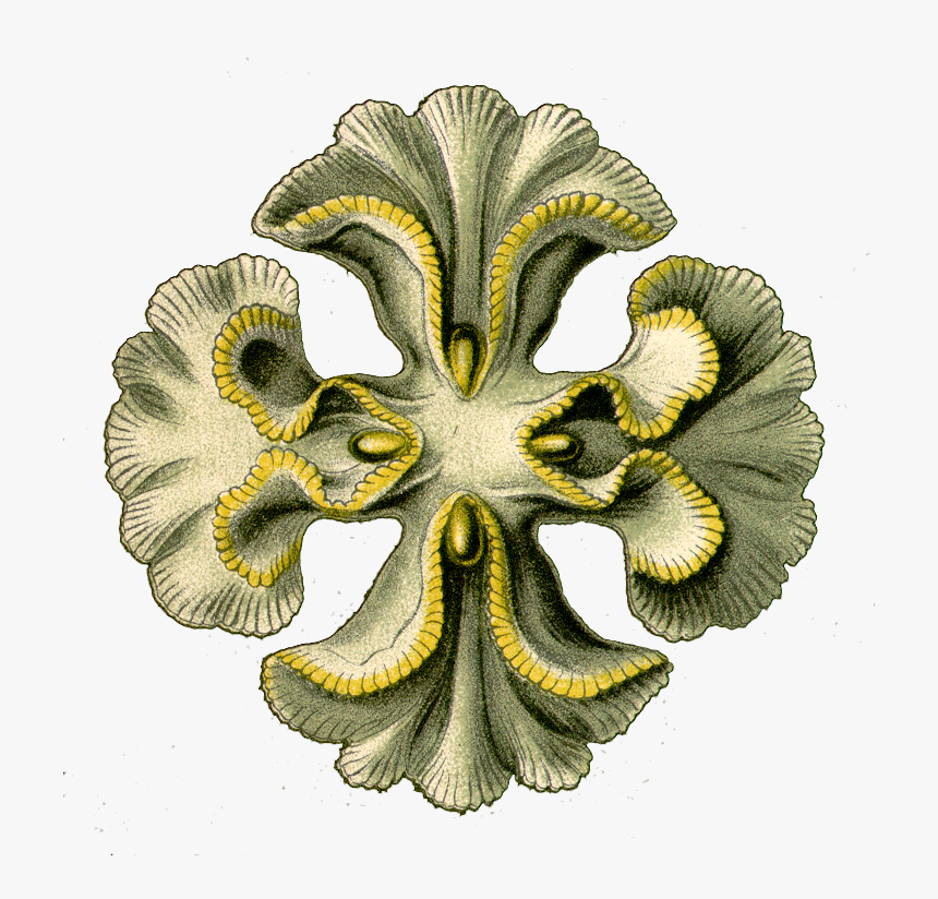 Illustration, HD Png Download