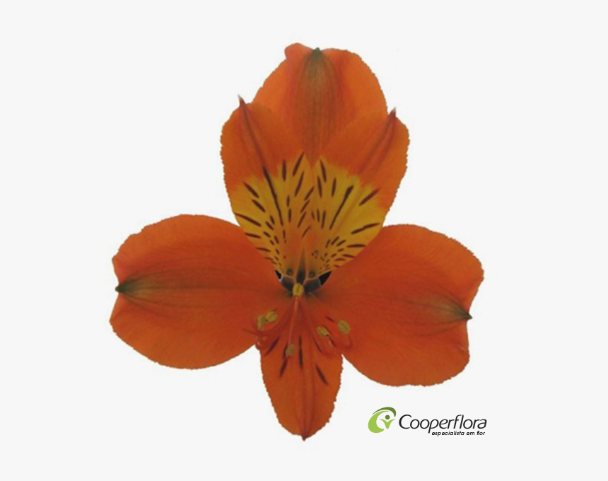 Peruvian Lily, HD Png Download