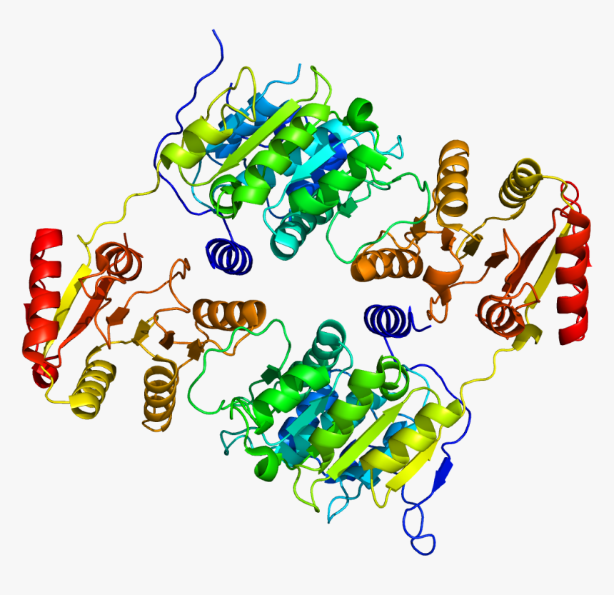 Protein Ddx19b Pdb 3ews - Protein Data Bank, HD Png Download