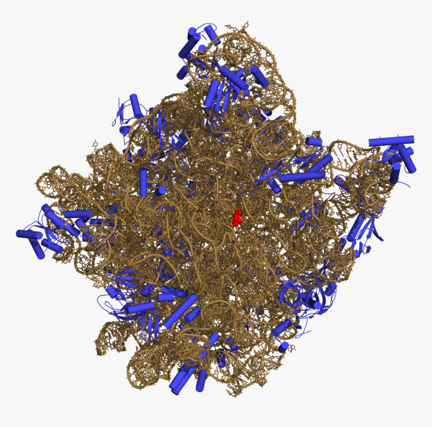 Ribosomal Rna Png, Transparent Png