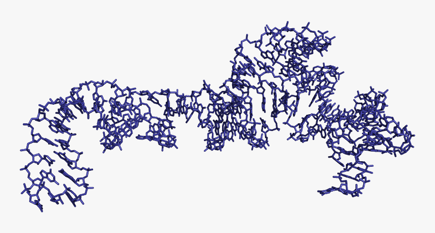 5s Rrna Structure, HD Png Download