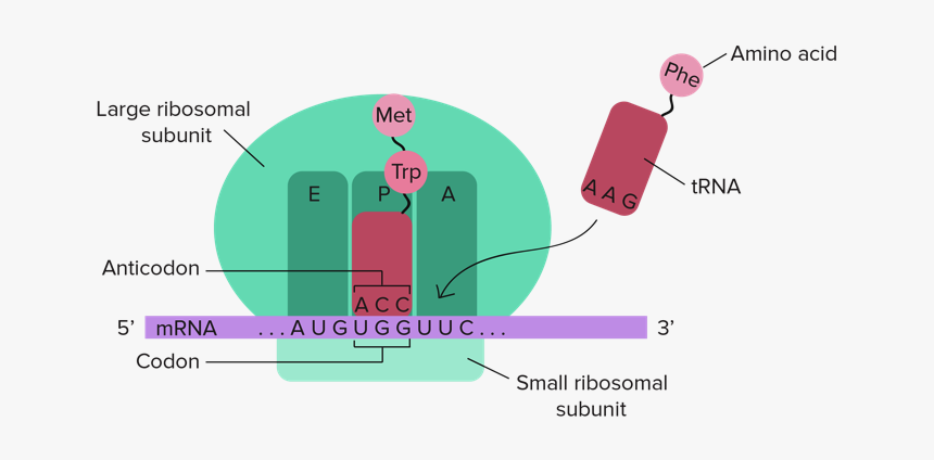 Rybosom Epa, HD Png Download