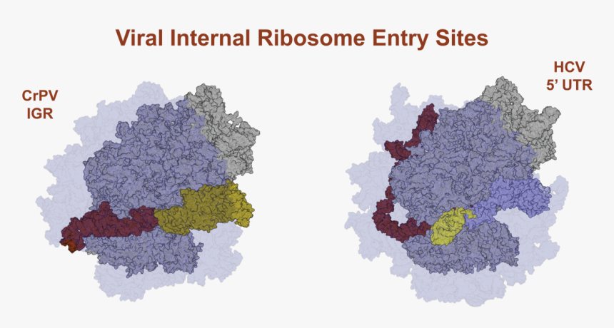 Internal Ribosome Entry Site Ribosome, HD Png Download