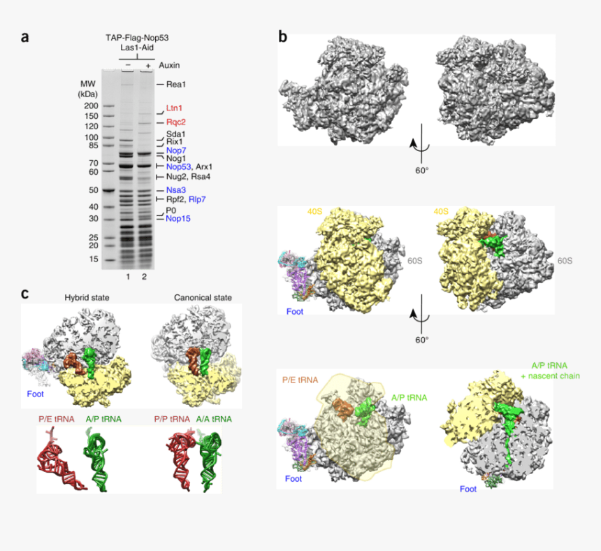 Colorfulness, HD Png Download