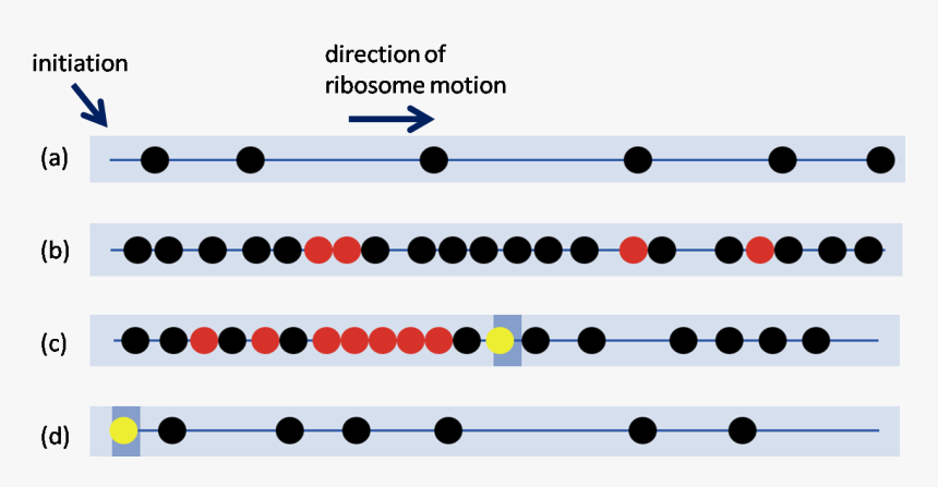 Ribosome Traffic Jams, HD Png Download