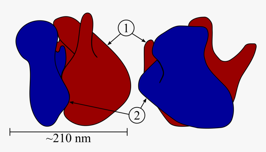 Ribosome Structure, HD Png Download