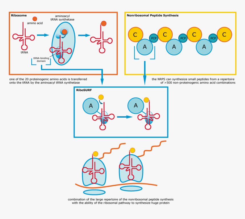 Figure - Nonribosomal Peptide Synthetases Domain, HD Png Download