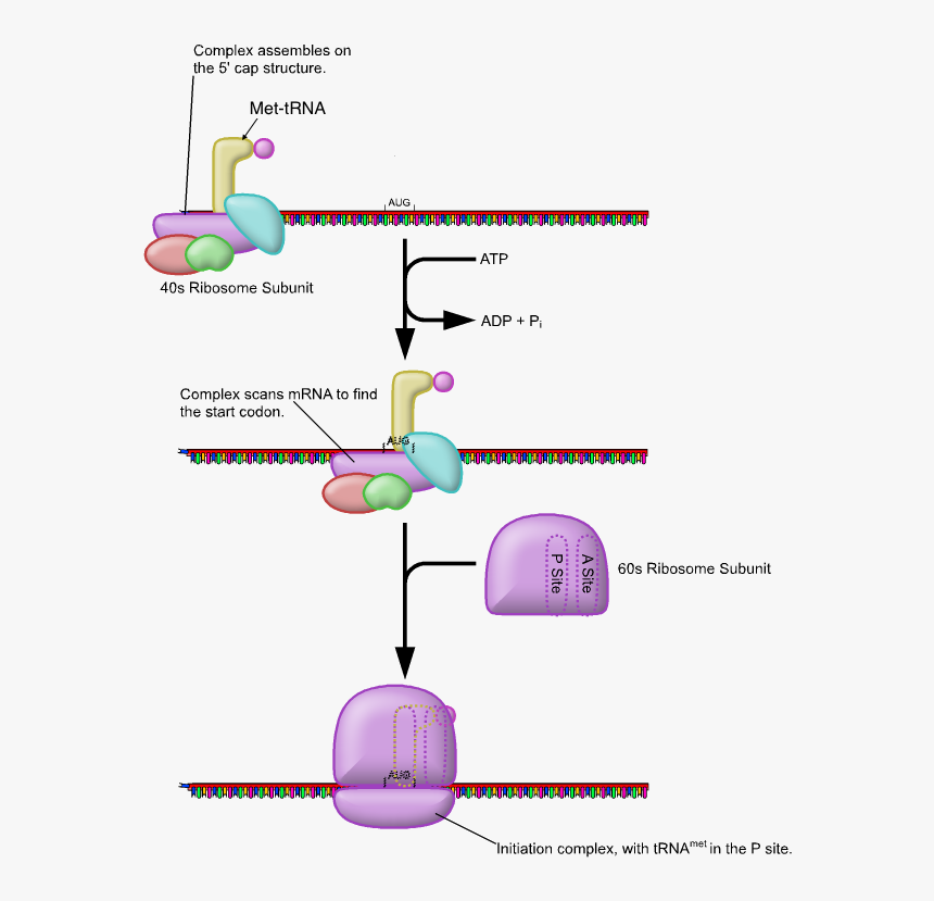 Eukaryotic Translation Initiation, HD Png Download