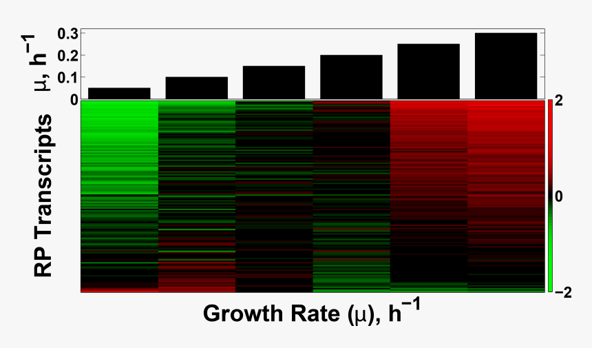 Transcriptional Growth Rate Response Of The Ribosomal - Graphic Design, HD Png Download