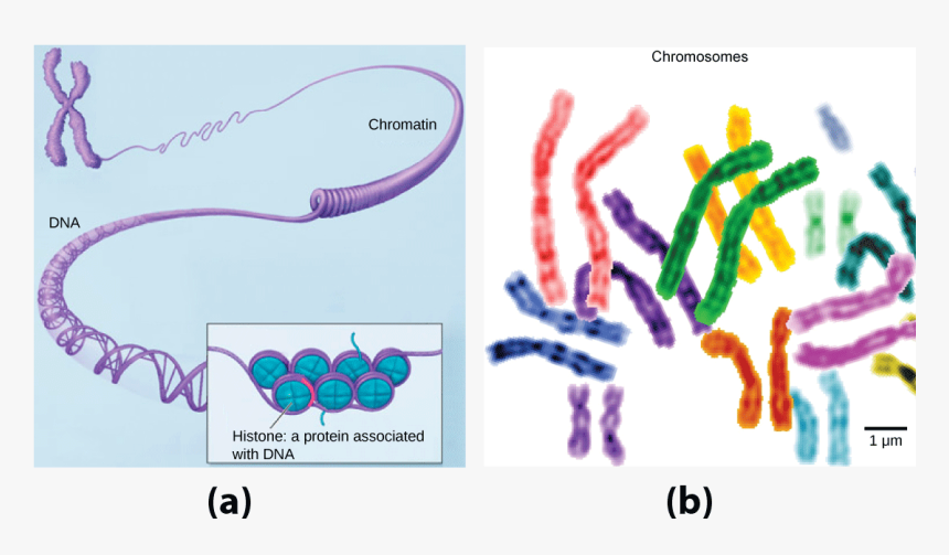 In This Illustration, Dna Tightly Coiled Into Two Thick - Genes And The Human Genome, HD Png Download