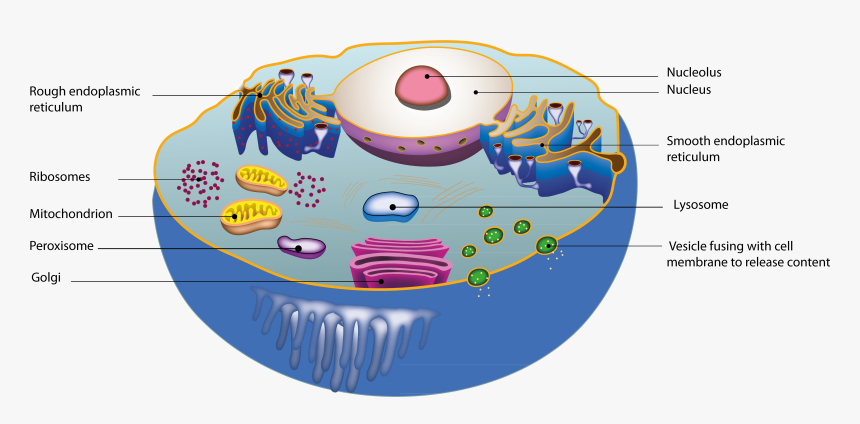 Cell Constituents, HD Png Download
