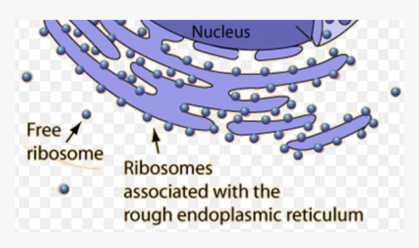 Ribosomes In A Cell, HD Png Download