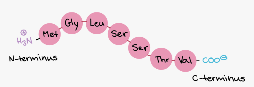 N Terminus Of Polypeptide, HD Png Download