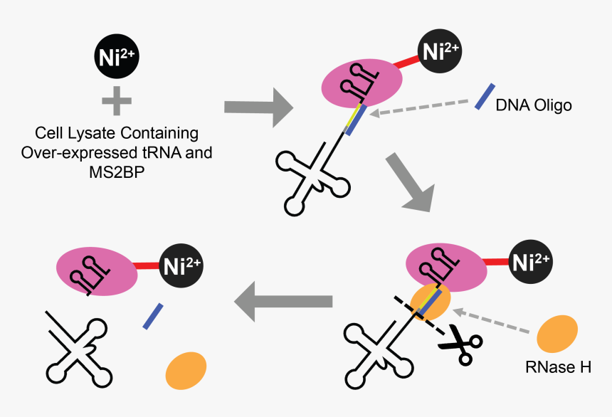 Diagram, HD Png Download