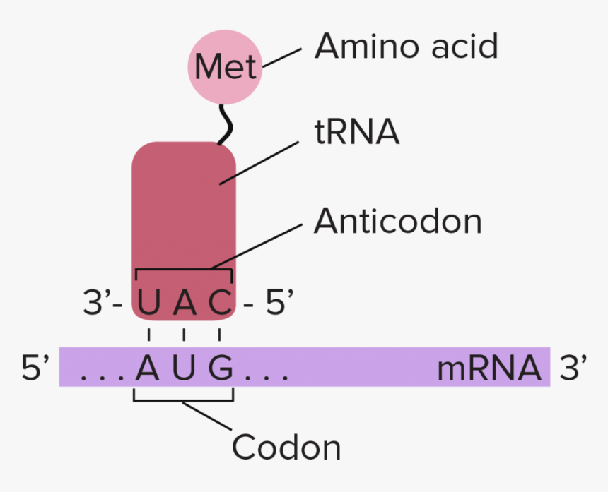 Complementary Base Pairing Of The Mrna Codon, HD Png Download