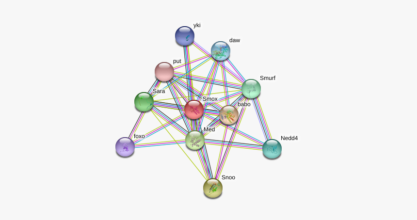 Smox Protein - Circle, HD Png Download