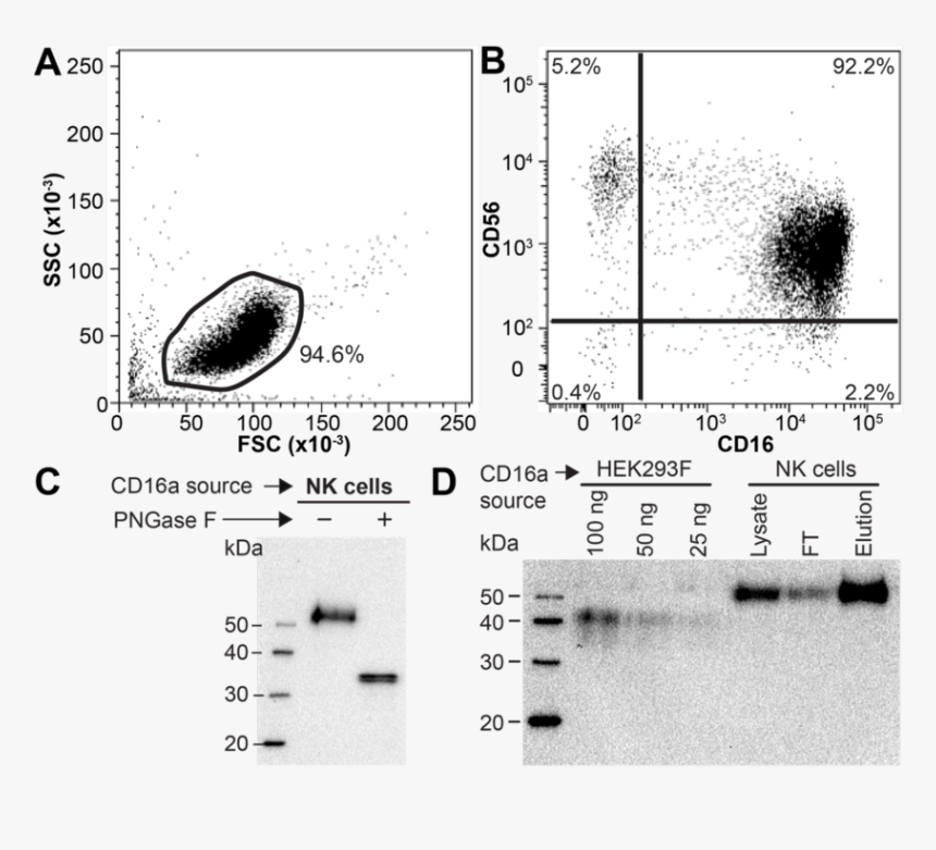 Screenshot, HD Png Download