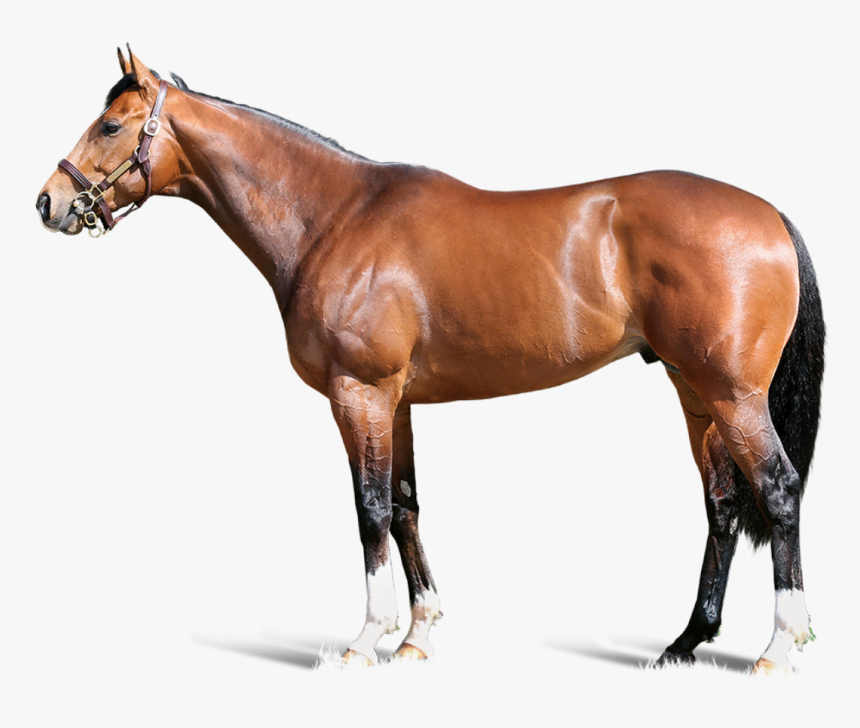 Havana Gold Foreground - Carpe Diem Horse, HD Png Download