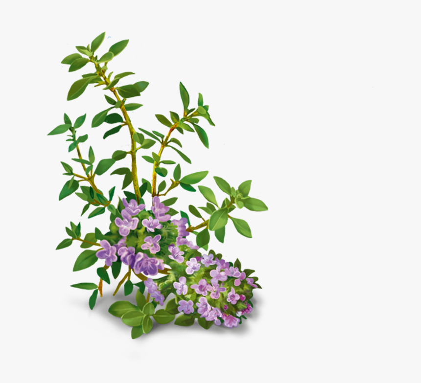 Yogi Tea Vox Sana Infusion 17 Bags Clipart , Png Download - Jengibre Y Tomillo, Transparent Png