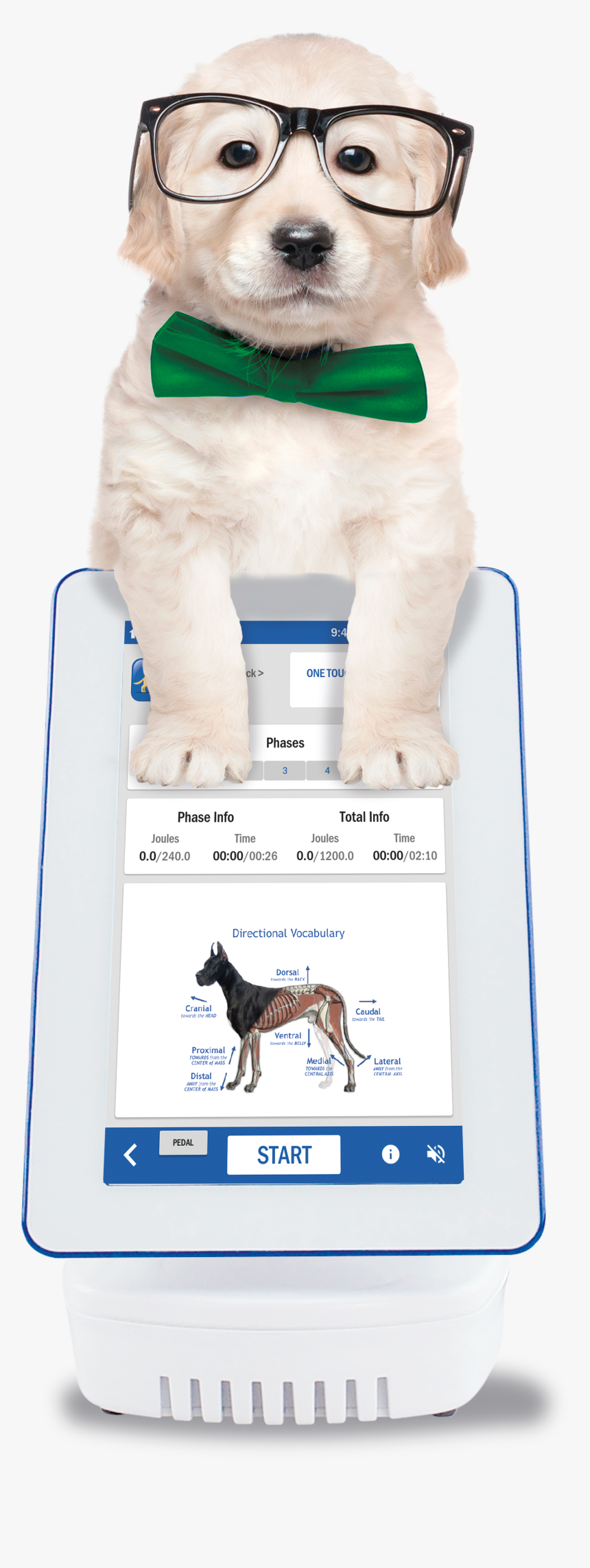 Companion Dog, HD Png Download