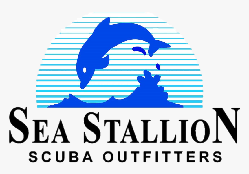 Stallion 2 - Common Bottlenose Dolphin, HD Png Download