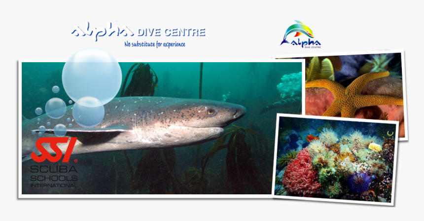 Marine Biology, HD Png Download