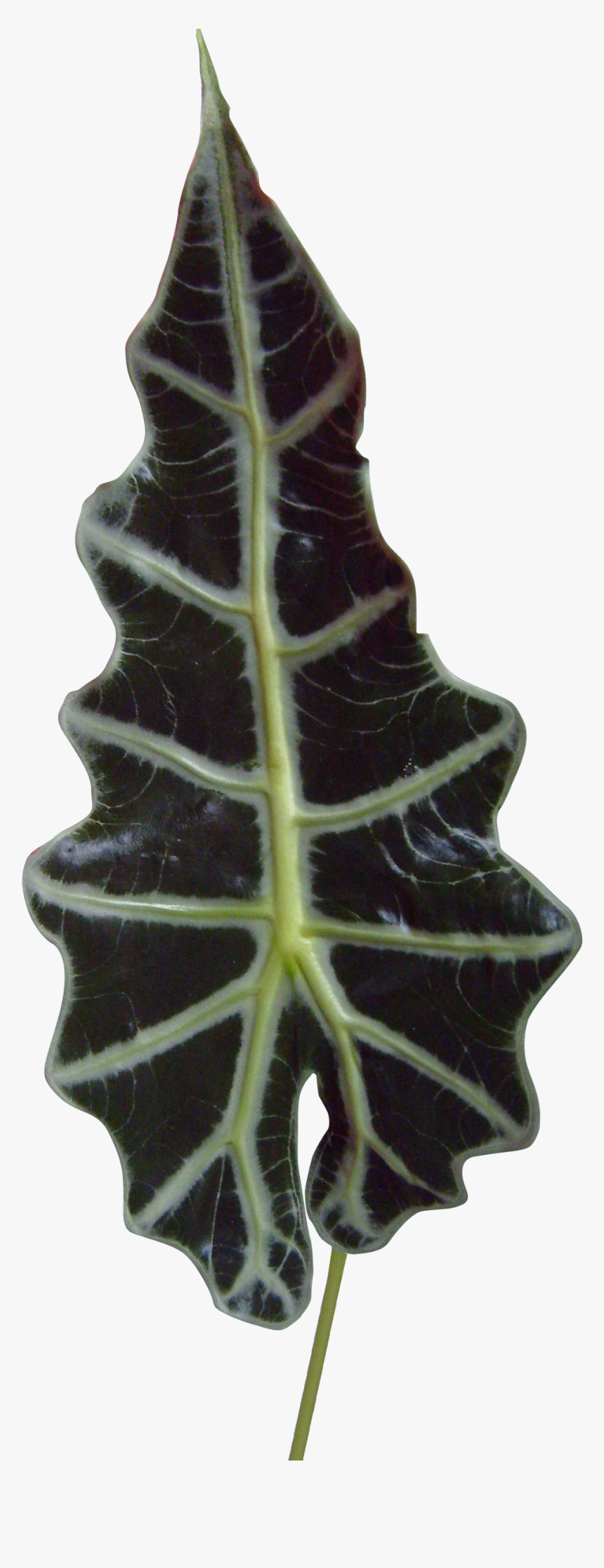 Preview - Gingerbread, HD Png Download