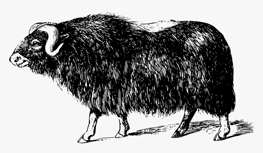 Muskox, HD Png Download