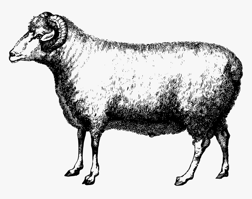 Sheep Merinos Png, Transparent Png