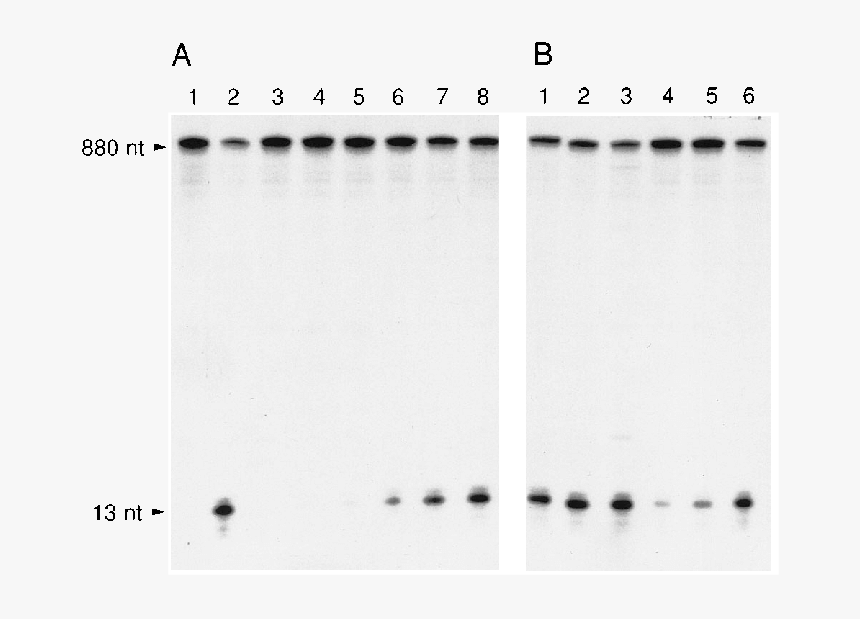 Fence, HD Png Download