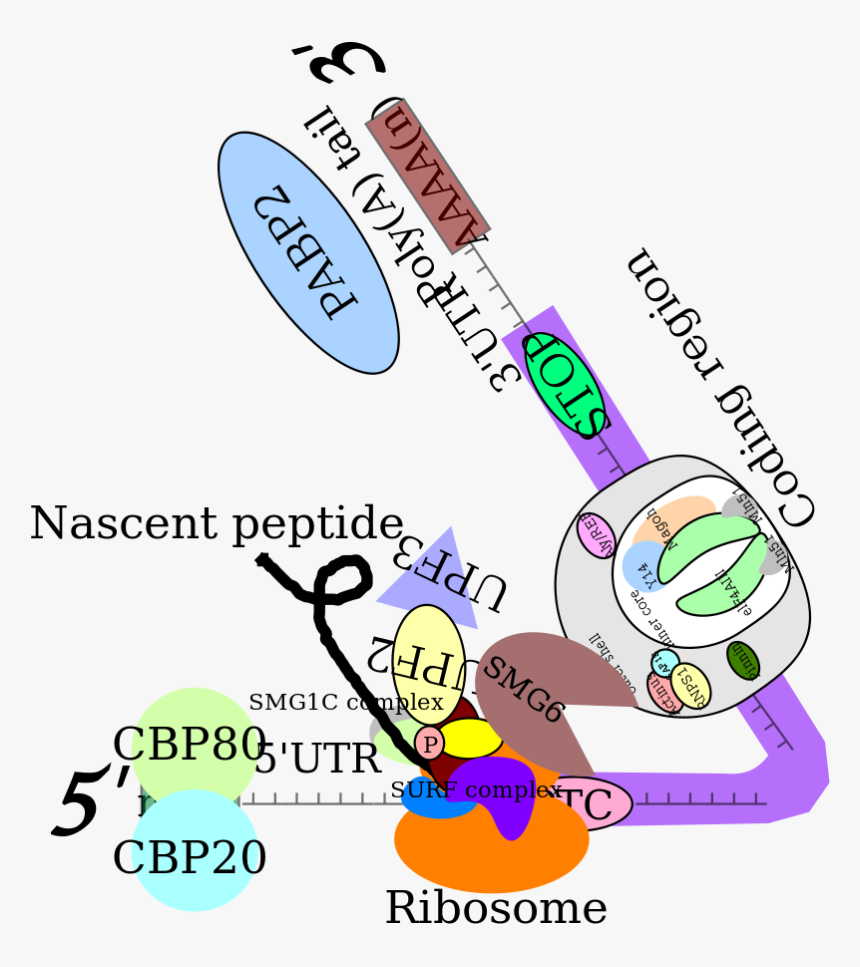 Clip Art, HD Png Download