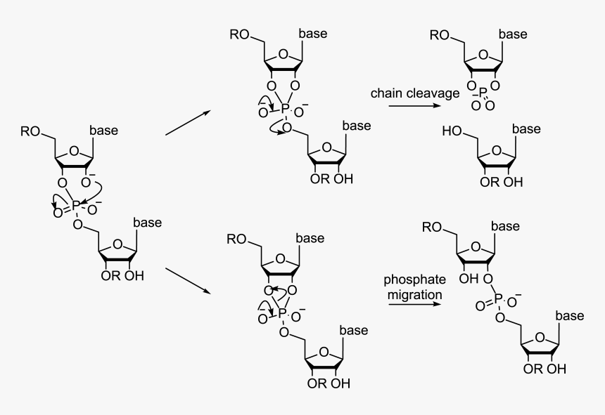 3 Phosphate Rna, HD Png Download