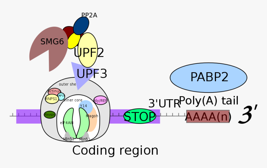 Ejc Exon, HD Png Download