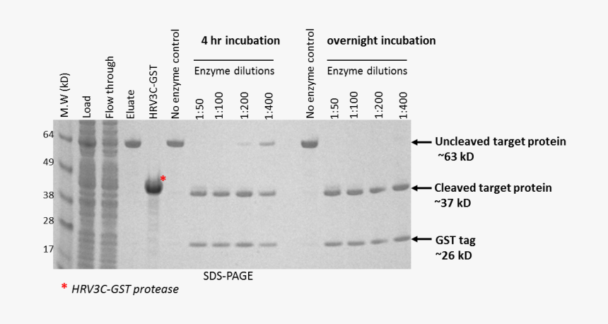 Document, HD Png Download