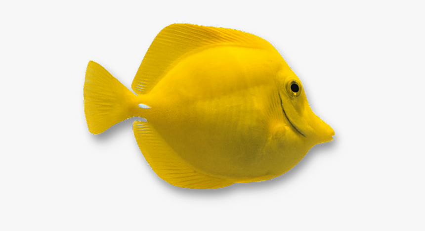 Coral Reef Fish, HD Png Download
