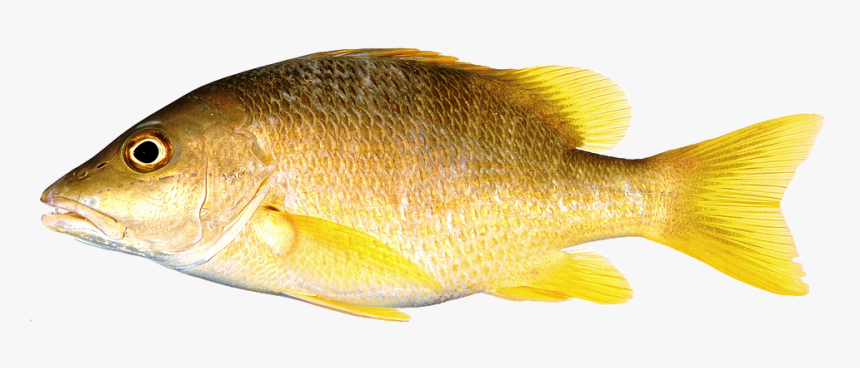 Thumb Image - Snapper With Yellow Fins, HD Png Download