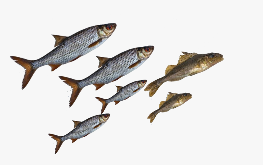 Peixe Pulando Png, Transparent Png