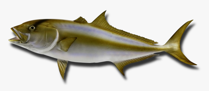 Peixes Olho De Boi, HD Png Download