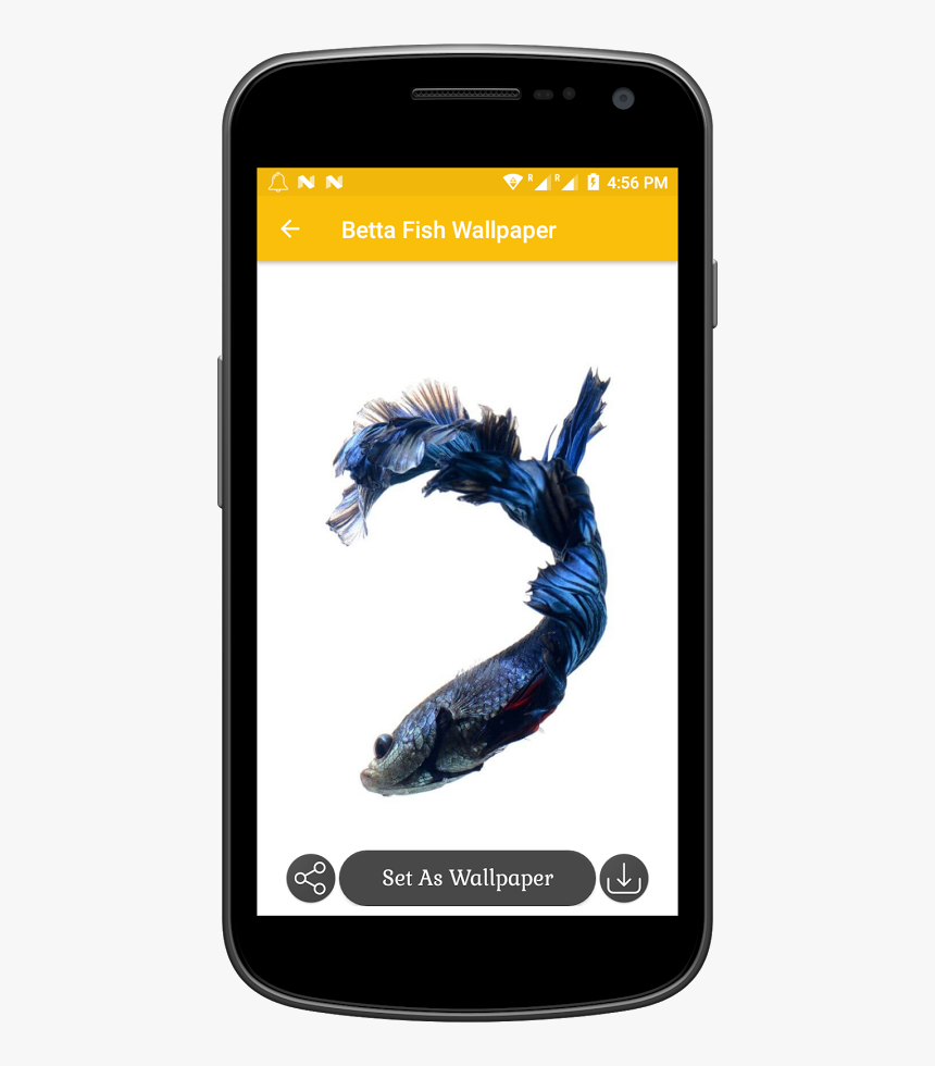 - Peixe Betta Azul Png , Png Download - قروب واتس اب بنات بس, Transparent Png