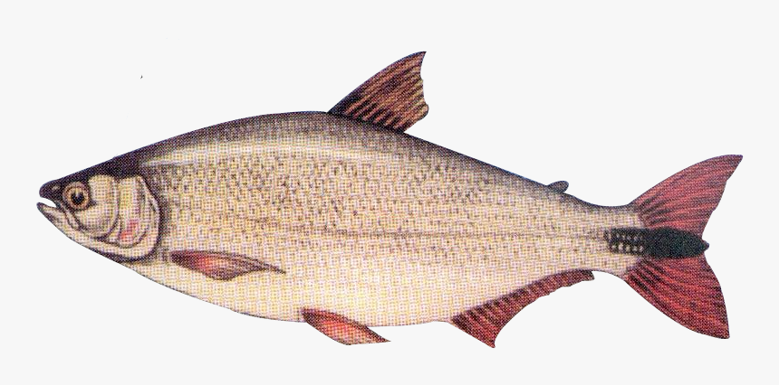 Coregonus Lavaretus, HD Png Download