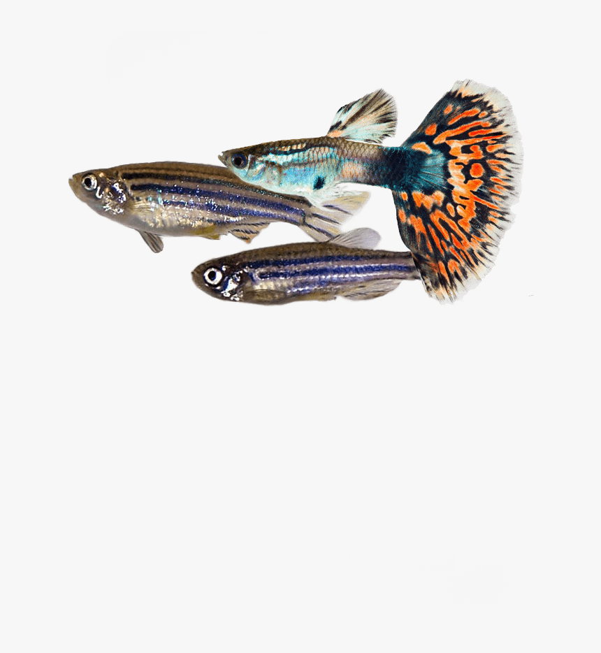 # - Fish Products, HD Png Download