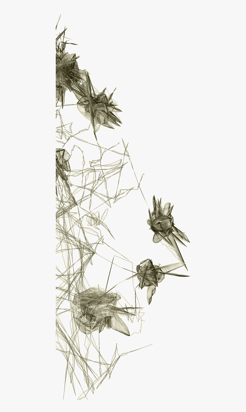 Expansive - American Pitch Pine, HD Png Download