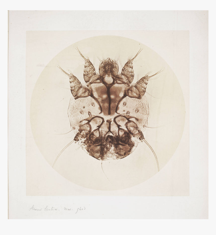 Male Itch Mite, HD Png Download