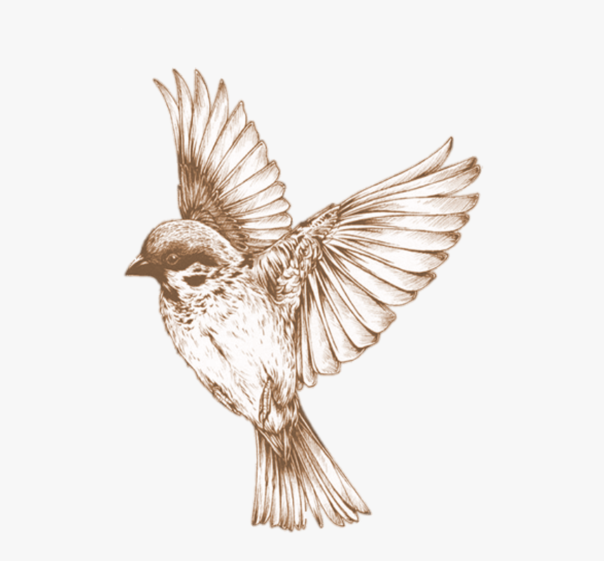 Bird Png 21, Buy Clip Art - Bird Transparent, Png Download ...